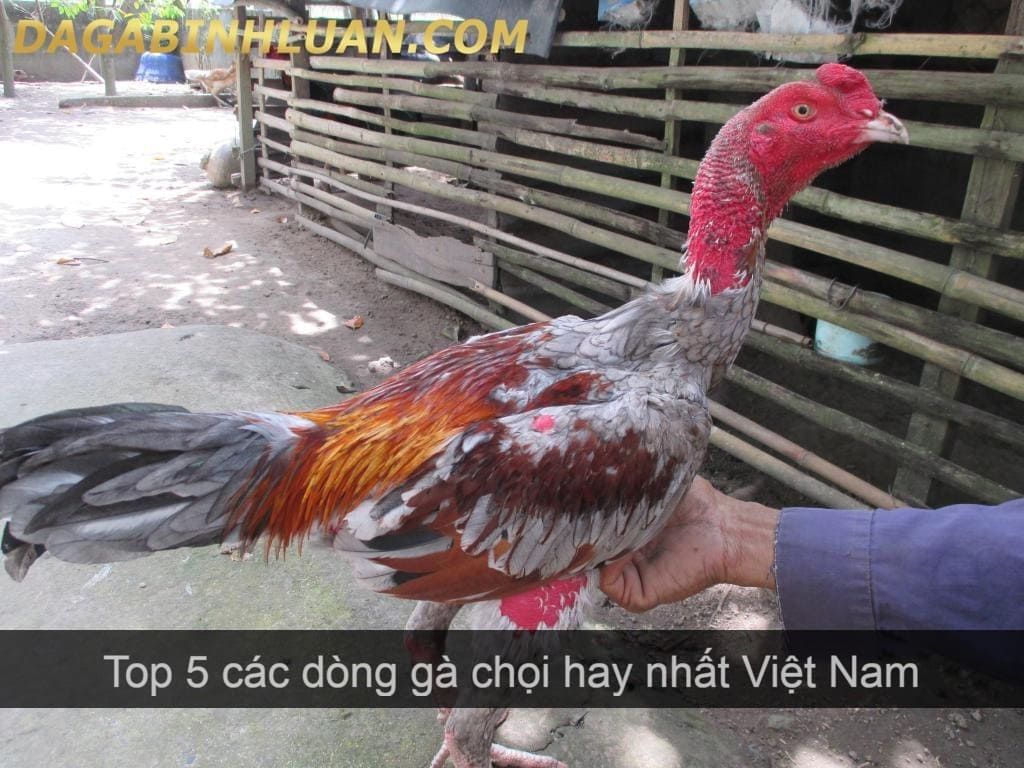 3 giống gà đá chọi được yêu thích nhất tại Việt Nam